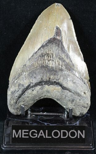 Large, Megalodon Tooth - North Carolina #48908